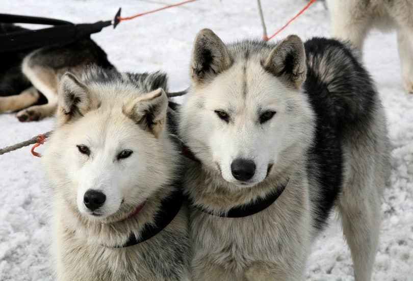 Eating Habits of Siberian Huskies Dog Food Smart