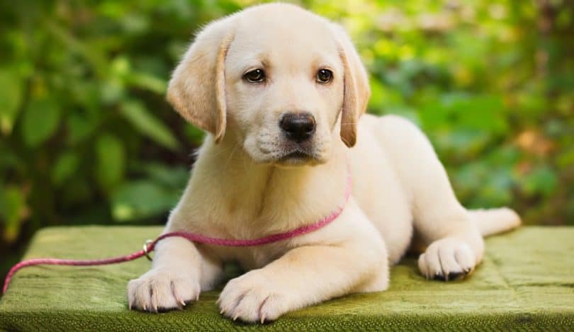 can lab puppies stay outside