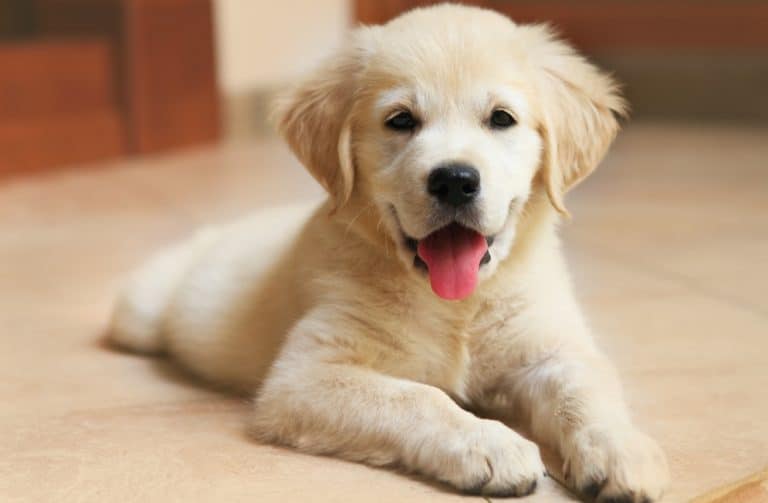 How Much To Feed A Lab Puppy | Lab Puppy Feeding Chart