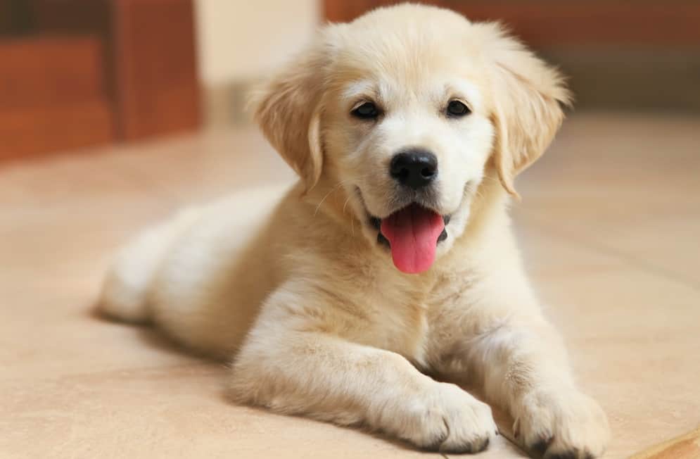 how much food for a golden labrador puppy