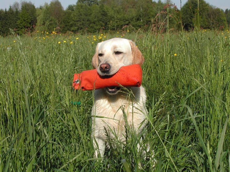 How to Care for a Labrador Retriever