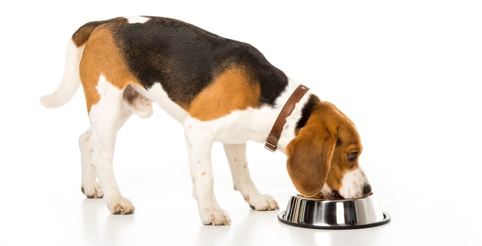 Best Dog Food For Sensitive Stomach And Diarrhea & Vomiting & Gas