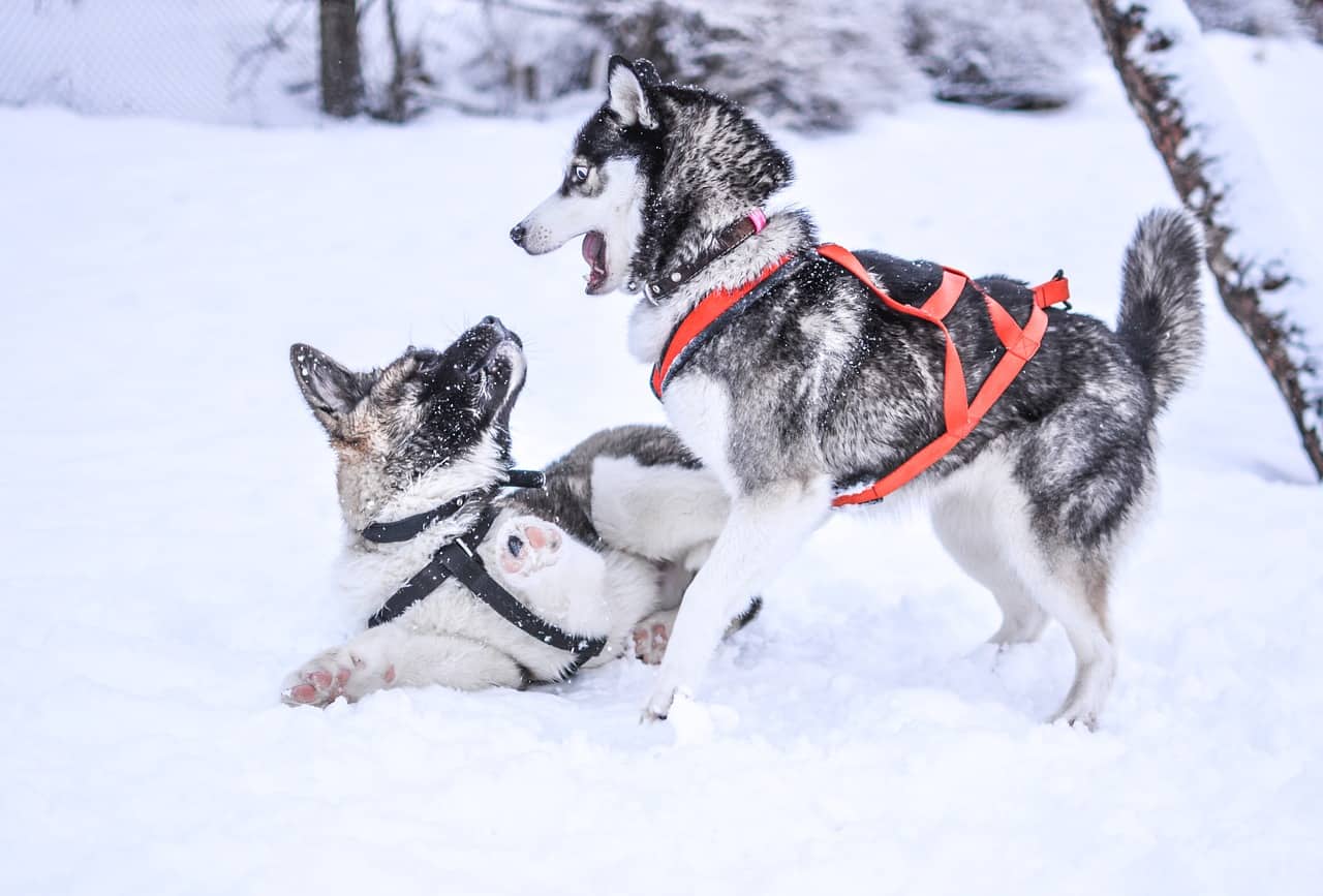 Husky Dietary Requirements Husky Dietary Requirements
