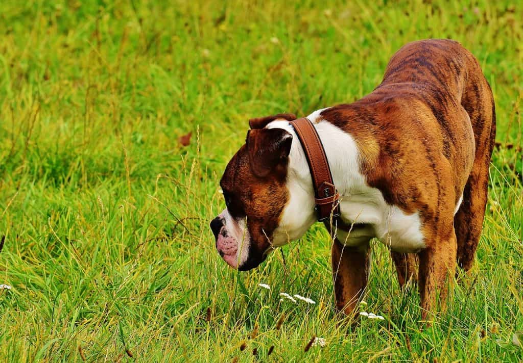 How To Feed Your Boxer Dry Dog Food For Boxers