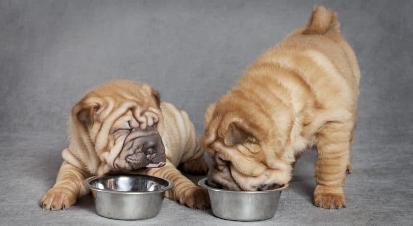 Best Dog Food For Small Dogs