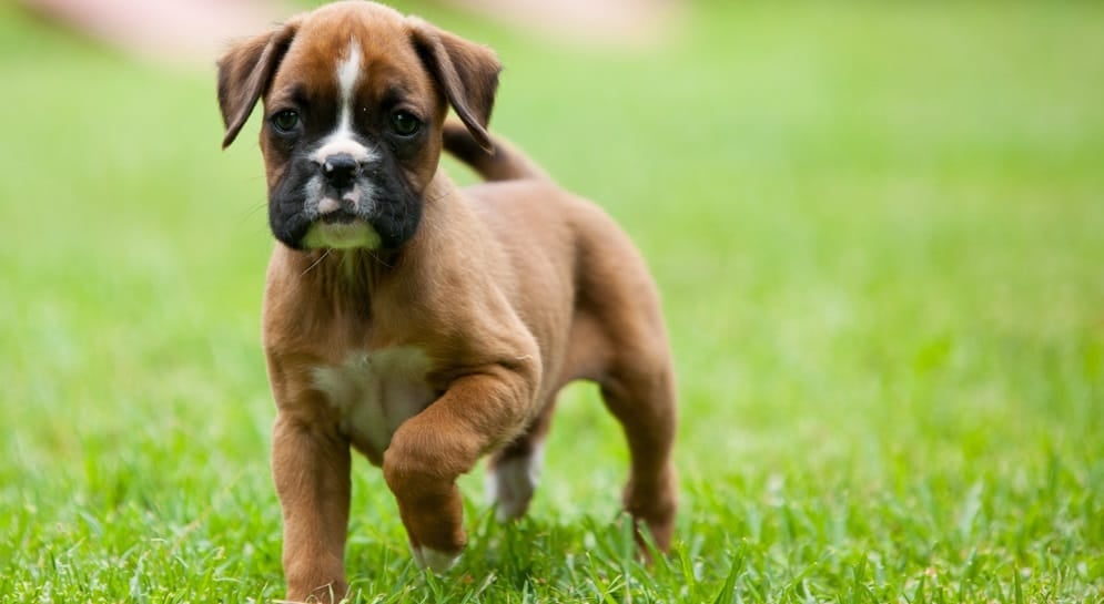 Boxer Puppy Food Chart