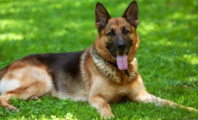 best-dog-food-for-german-shepherds-2019-puppies-adults