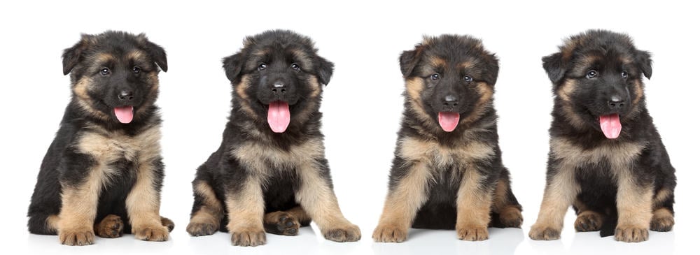 how much to feed 8 week old german shepherd puppy