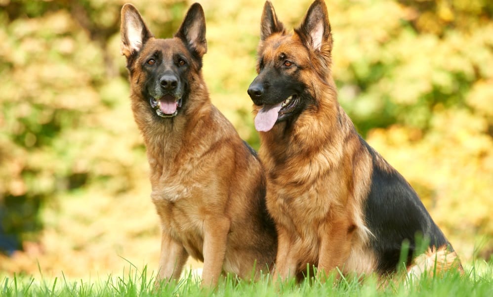 Best Dog Food For German Shepherds (2019) - Puppies & Adults