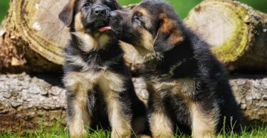 How Much To Feed A German Shepherd Puppy