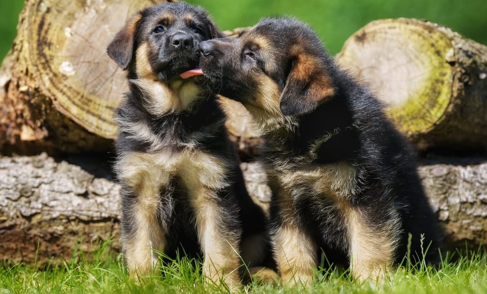 How much should german shepherd puppies eat a day