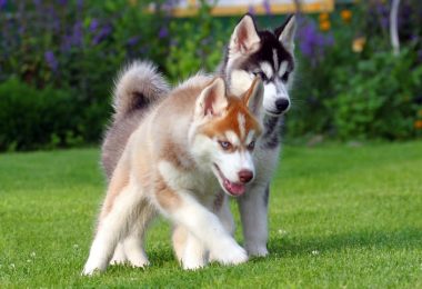 How Much To Feed A Husky Puppy