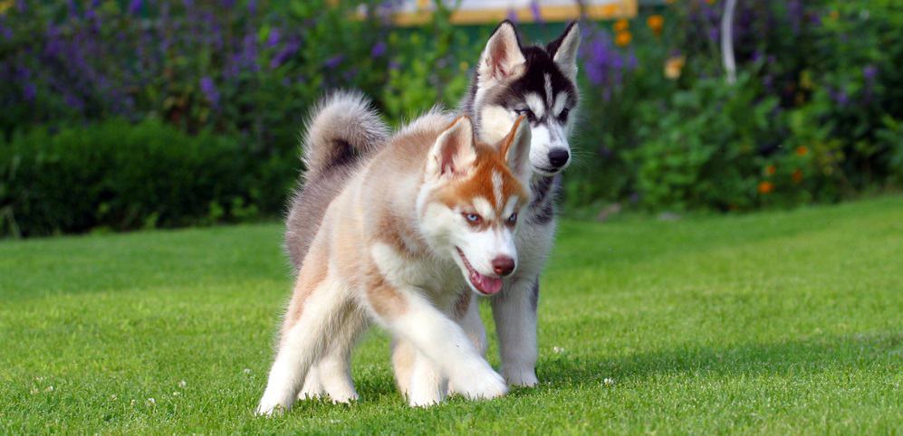 how often should you feed a siberian husky puppy