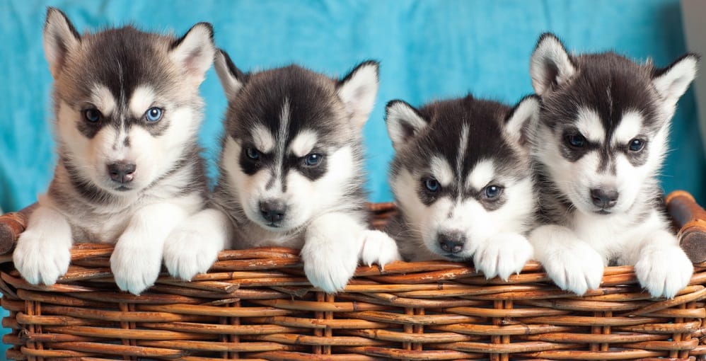 How Much To Feed A Husky Puppy | 4 Week - 6 Week - 8 Week ...