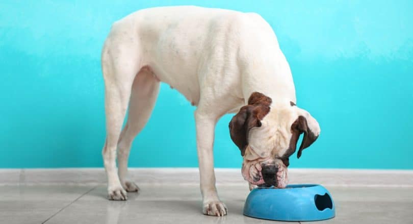 Best Dog Food For Boxers (2019) - Puppies & Adults & Gas Problems