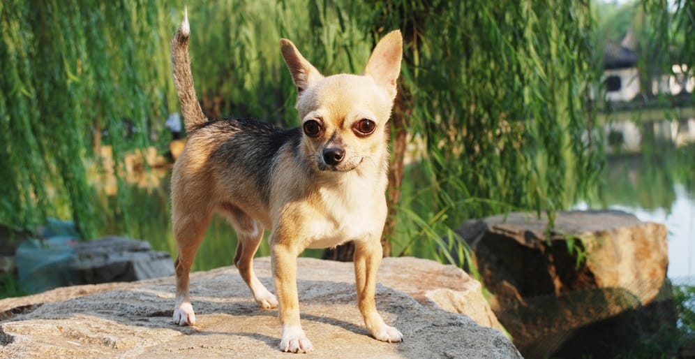 Chihuahua Background