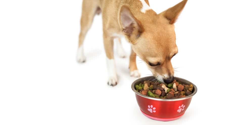 Chihuahua Feeding Schedule