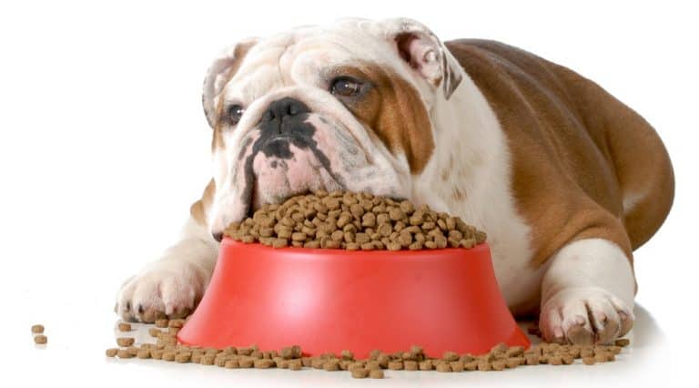 Best Grain Free Dog Food For Skin Allergies (2019) Dog