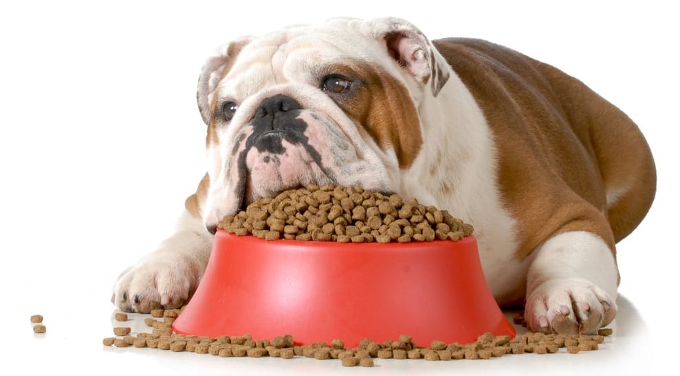 Dog Food Allergy vs Intolerance Dog Food Allergy vs Intolerance