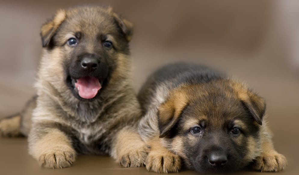 how much to feed 8 week old german shepherd puppy