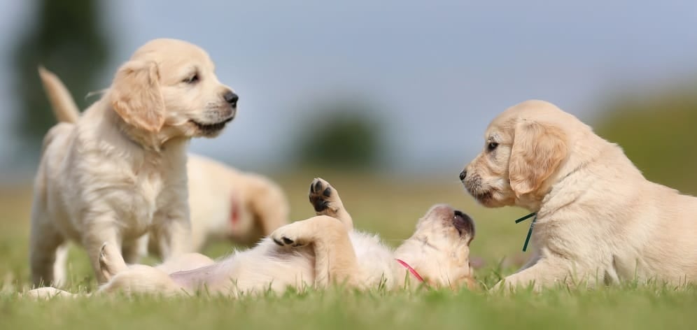 Feeding Golden Retriever Puppies