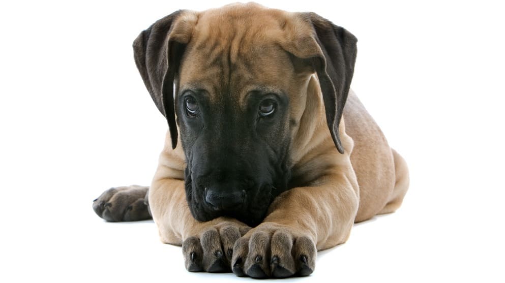 3 week old great dane puppies