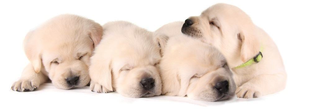 Feeding Labrador Puppies