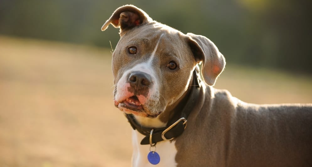 Feeding Pitbull Puppy