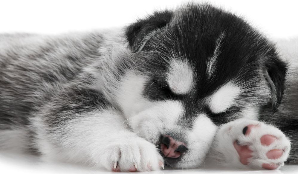 how much should i feed a husky puppy