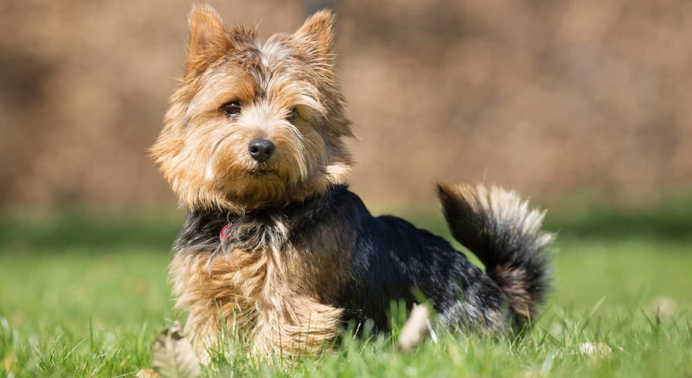 Feeding Yorkie Puppy