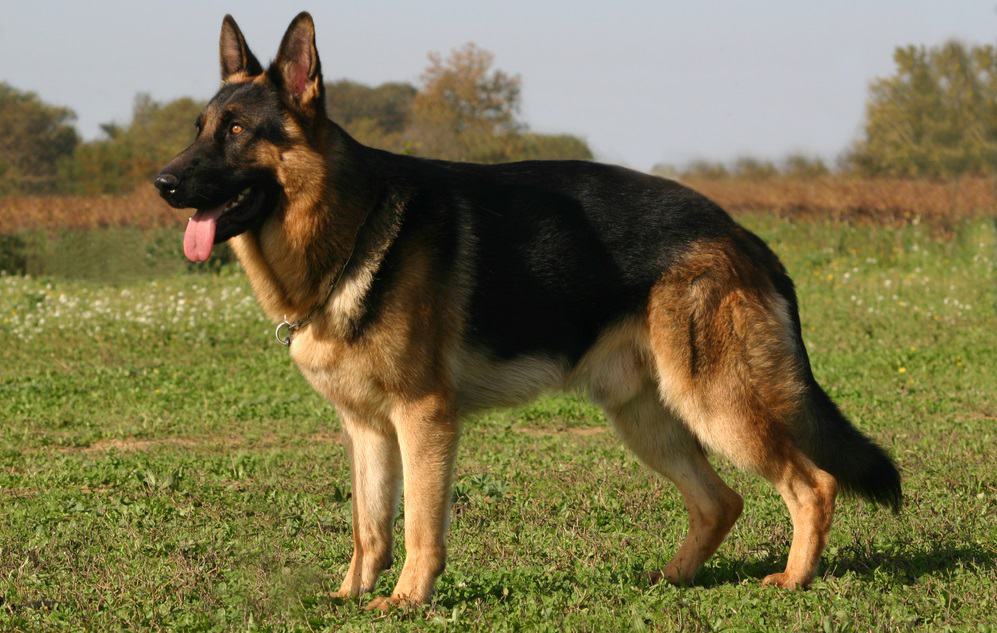 how big will german shepherd get