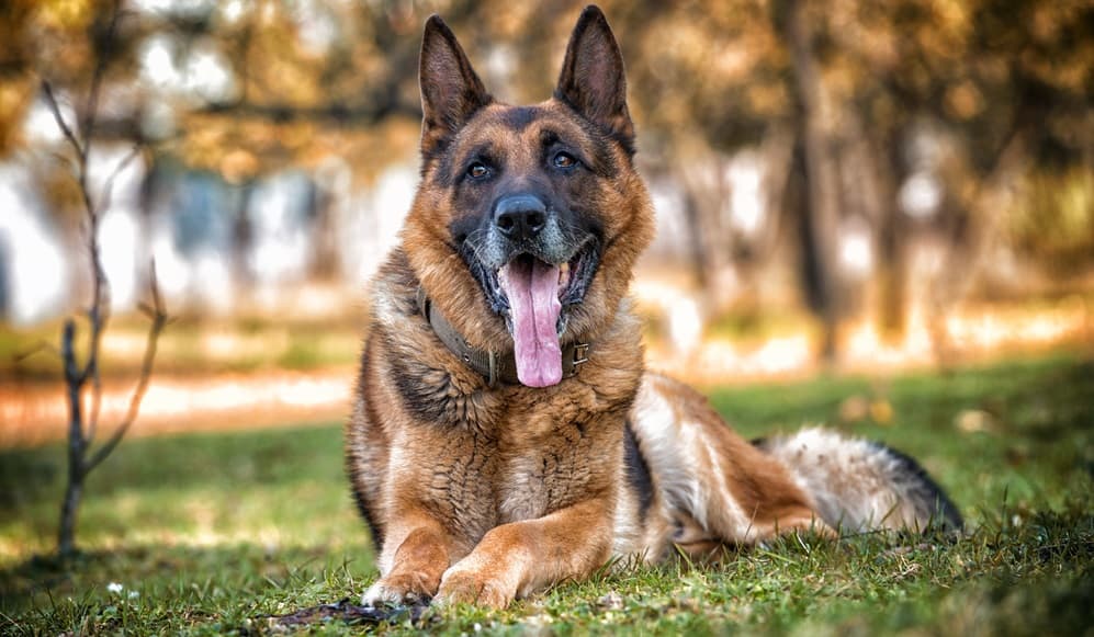 how big do female german shepherds weigh