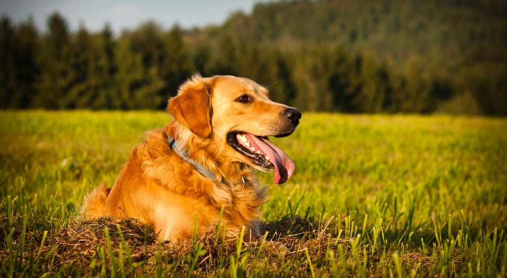 Golden Retriever Background