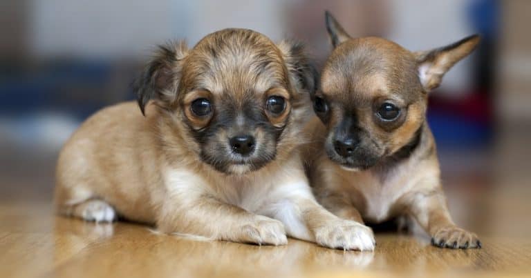 How Much To Feed A Chihuahua Puppy? 4 Week – 6 Week – 8 Week Old Chihuahua Puppies