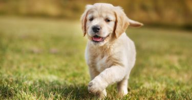 How Much To Feed A Golden Retriever Puppy