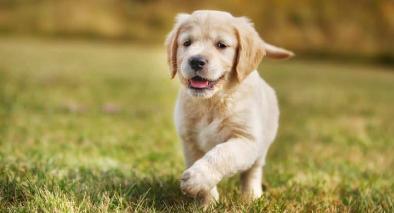How Much To Feed A Golden Retriever Puppy