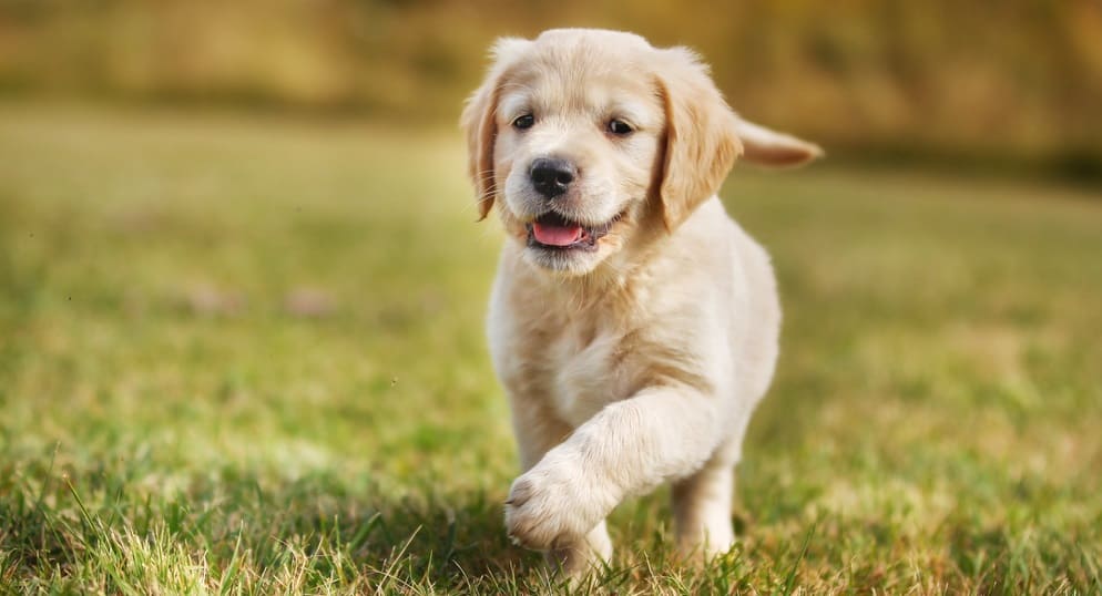 10 week old golden retriever