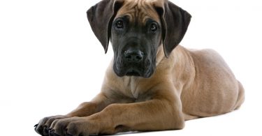 How Much To Feed A Great Dane Puppy