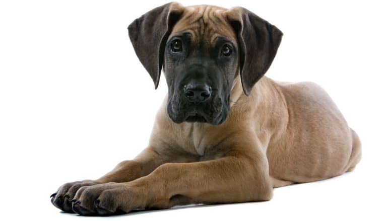 How Much To Feed A Great Dane Puppy – Great Dane Feeding Chart