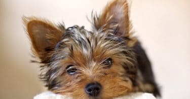 How Much To Feed A Yorkie Puppy