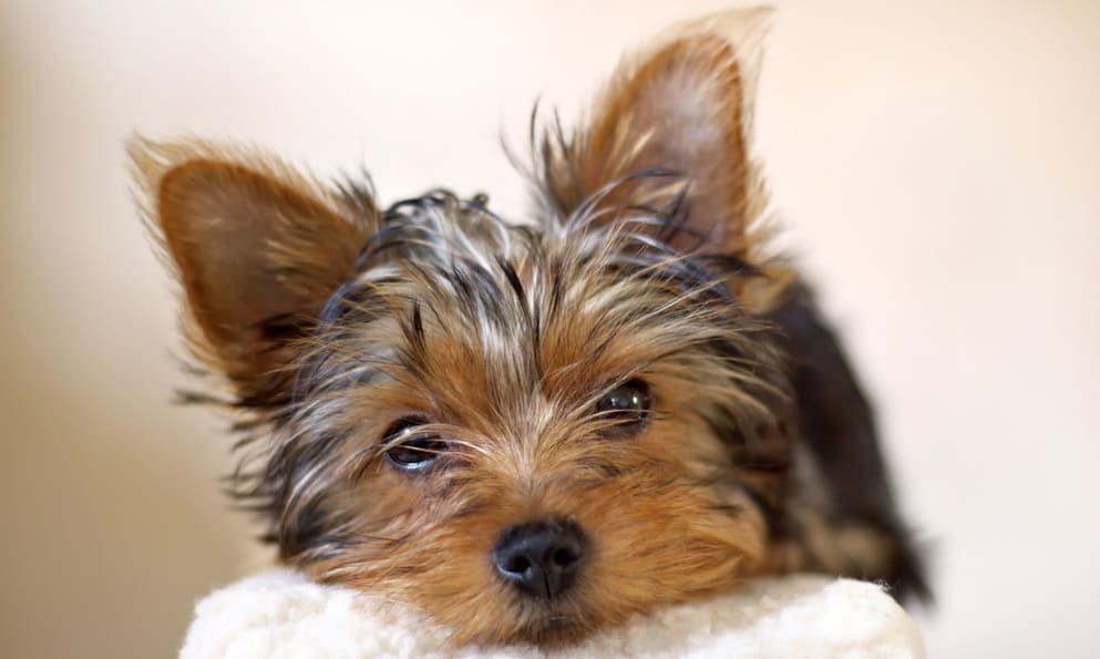 how much should a 4 month old yorkie eat