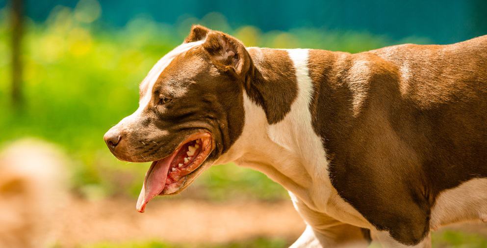 how much should a pit bull puppy eat