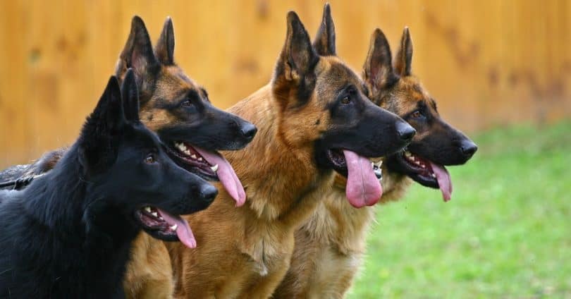 can purebred german shepherd puppies have white on their chest