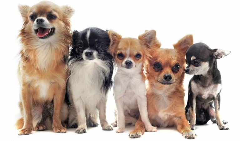 Chihuahua Growth Chart | Chihuahua Weight Chart & Size Chart