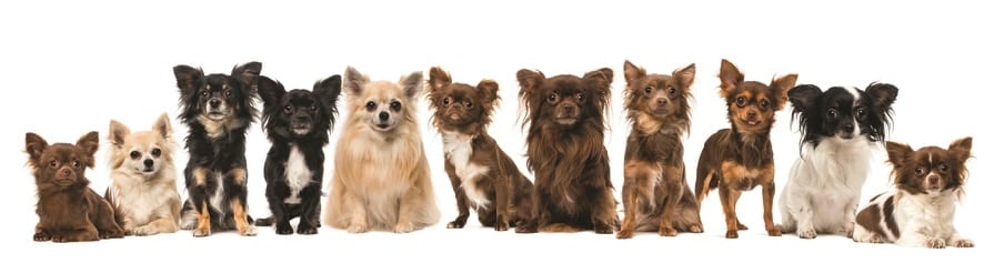 Chihuahua Weight Chart Development