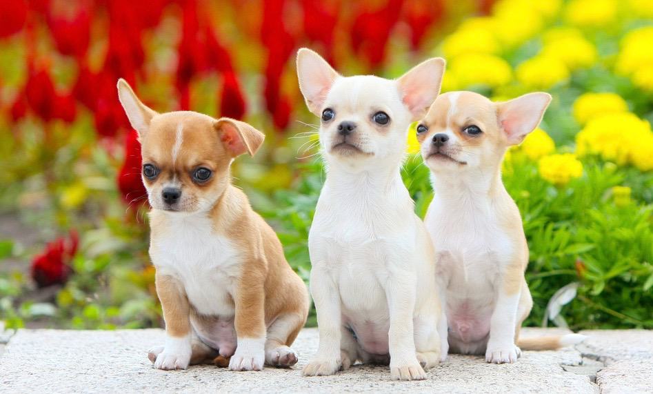 Chihuahuas Puppies Cost