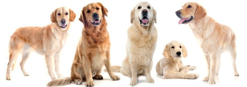 Golden Retriever Growth Chart | Weight Chart & Size Chart