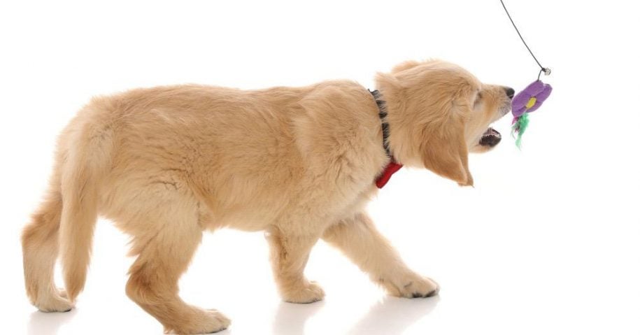 Golden_Retriever_In_Shape