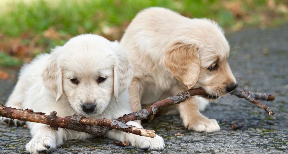 Golden Retriever Weight Chart 