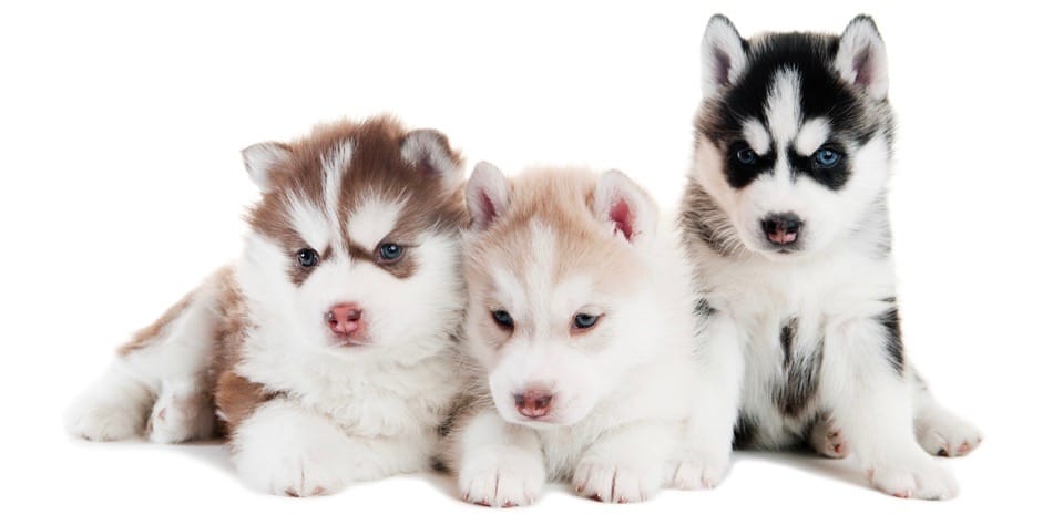 when do huskies get their first period